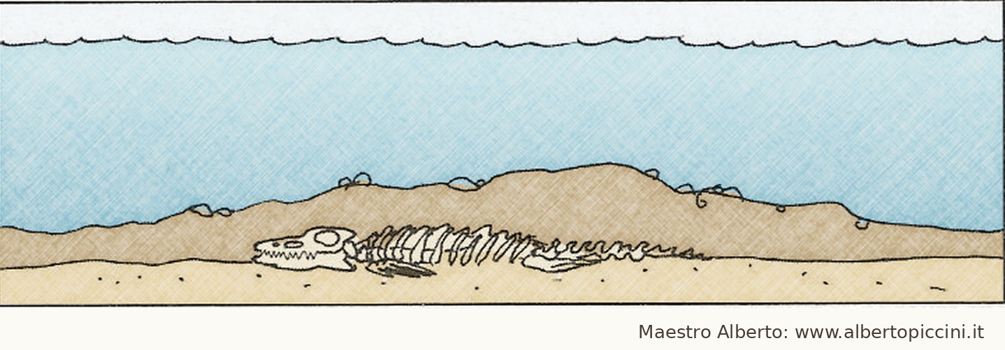 Fase 3 della fossilizzazione: lo scheletro sepolto si trasforma in pietra