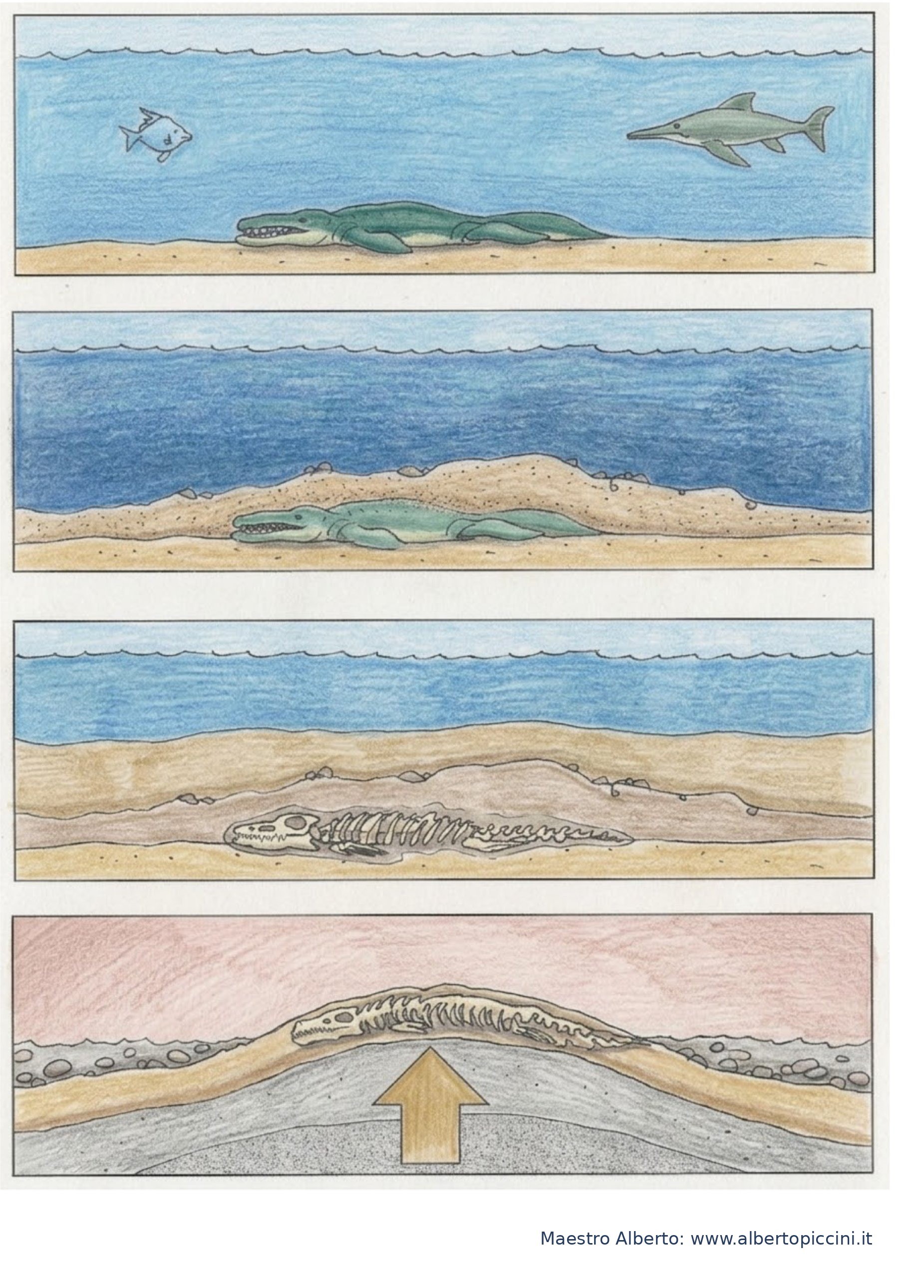 Scheda sul processo di fossilizzazione colorata a matita con acqua blu, sabbia e scheletro del rettile marino