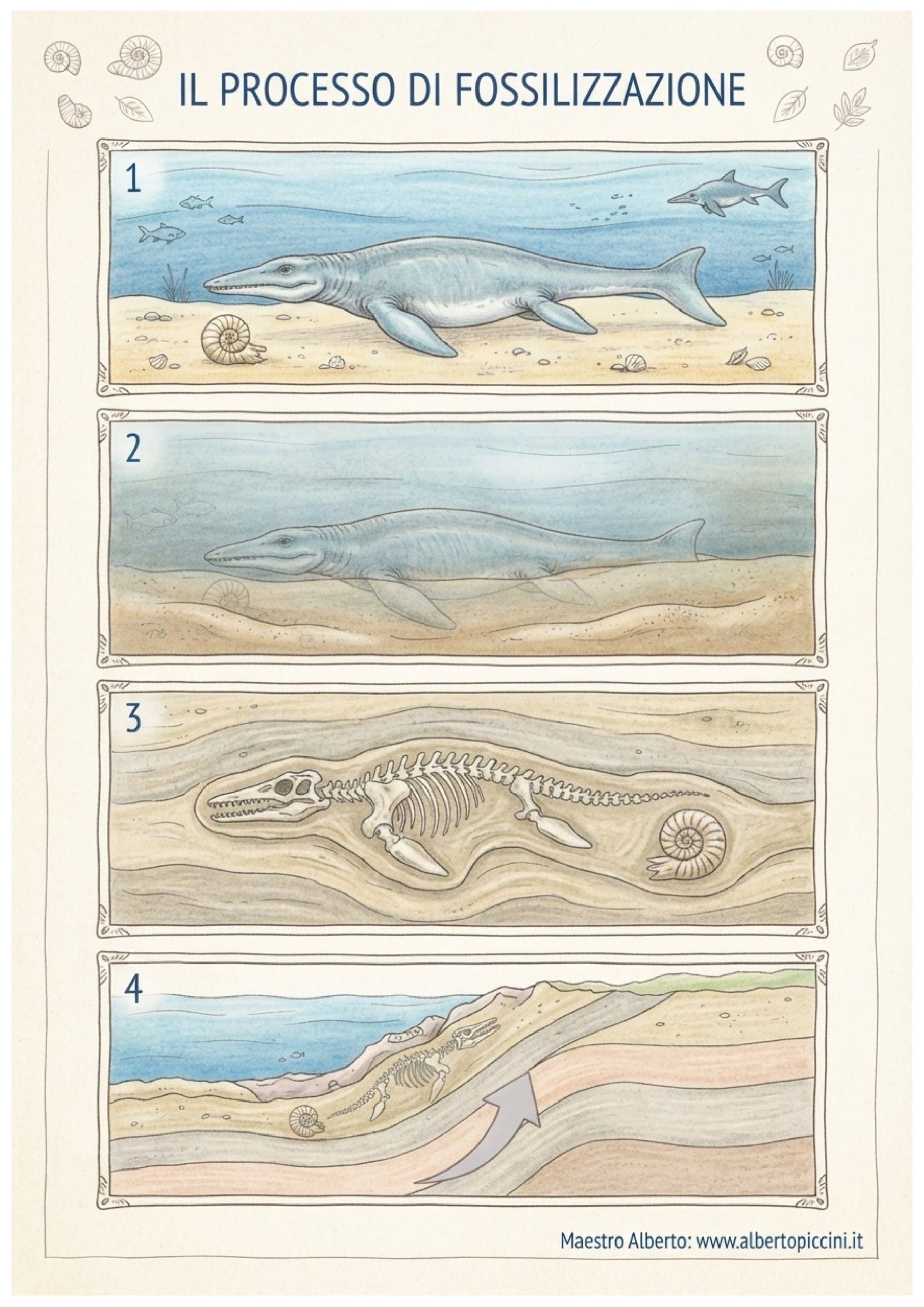 Scheda illustrata a colori sul processo di fossilizzazione: le quattro fasi dalla morte dell'animale alla scoperta del fossile